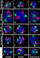 Territoris cromosòmics de ratolins en diferents tipus cel·lulars.
