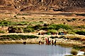 Moterys semia vandenį Sindho periferijoje
