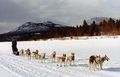 Ti Seppala-hunder i Yukon Foto: Isa Boucher