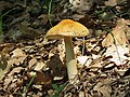 Amanita crocea