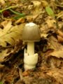 Amanita mairei