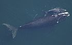 Baleine de Biscaye