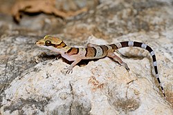 Cyrtodactylus samroiyot