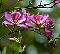 Flower at Botanical Gardens, Kolkata, West Bengal, India.