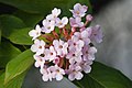 Luculia gratissima, by Noodle snacks