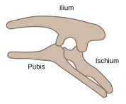The general pelvis of Ornithischia (left) and Saurischia (right) illustrating the differences highlighted by Seeley (1888) as justifying their independent evolution
