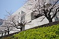 青山通り側の最高裁判所の桜（2018年3月28日撮影）
