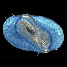 By-the-wind sailor Velella sp.