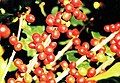 Coffea robusta