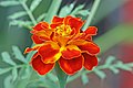 The French marigold, Tagetes patula, by Muhammad Mahdi Karim