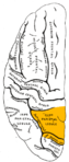 左大脳半球の外側面を上から見た図。オレンジ色の部分が上頭頂小葉。