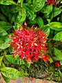 Ixora coccinea