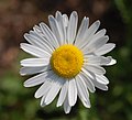 3105 Sarpsborg prestekrage Leucanthemum vulgare