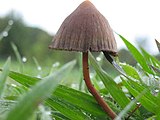 Psilocybe mexicana