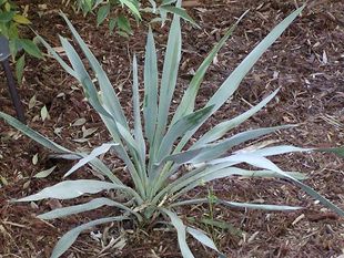 Yucca pallida.