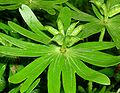 Frutti a follicolo (Eranthis hyemalis)