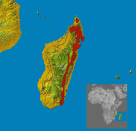 Phạm vi sinh sống của cầy hương Madagascar[1]