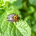 Kardofflkäfer (Leptinotarsa decemlineata)