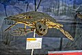 A fossil sea turtle on display