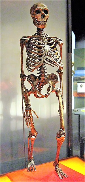 네안데르탈인 골격의 대략적인 재구성. 중앙 흉곽(흉골 포함)과 골반 일부는 현생인류의 것이다.