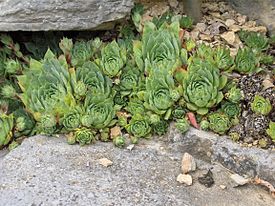 Молодило кровельное (Sempervivum tectorum)