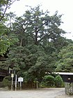 法蔵寺のイヌマキ （2005年（平成17年）7月）