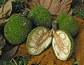 Frutto sezionato di Artocarpus heterophyllus, Giava