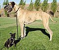 Image 44Chihuahua mix and purebred Great Dane (from Dog breed)