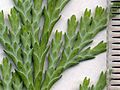 Image 47Cupressaceae: scale leaves of Lawson's cypress (Chamaecyparis lawsoniana); scale in mm (from Conifer)