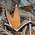 Chorioactis geaster (Chorioactidaceae)