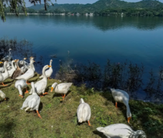 Ducks near mansar lake