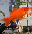 Обычная аквариумная золотая рыбка
