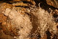 Khoáng vật Aragonite bên trong hang động