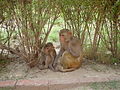 Macaco rhesus Macaca mulatta