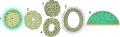 Целобластульный тип развития. 1 — яйцо, 2 — дробление, 3 — морула, 4, 5 — целобластула, 6 — метаморфоз