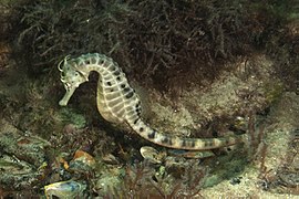 סוסון-ים ממין Hippocampus abdominalis