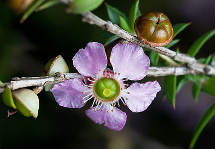 Leptospermum squarrosum, by JJ Harrison