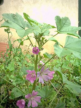 Erdei mályva (Malva sylvestris)