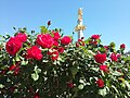 Roses at Liberty Square, Tbilisi