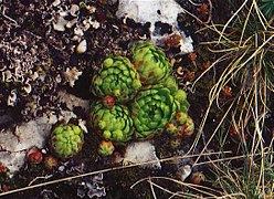 Sempervivum globife­rum subsp. globiferum, Lochenstein, Deutschland