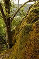 Langsam gewachsene Kalktuff-Struktur im Gewann „Rinnenwald“, einem bewaldeten Seitental der Oberen Lenninger Lauter