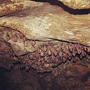 Bats hanging from a cave ceiling