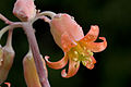 Cotyledon orbiculata, by Noodle snacks