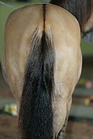 Dorsal stripe and light guard hairs on a dun horse