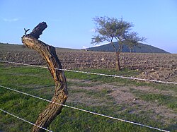 Agavenanbau in Zapotlán del Rey