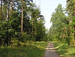 Вид на лес в Шильдхорнвеге
