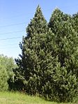 Pinus × rotundata som är en hybrid mellan vanlig och fransk bergtall.