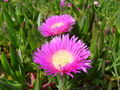 Kosmatcovník jedlý (Carpobrotus edulis)