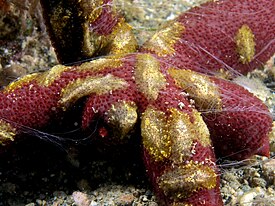Coeloplana astericola на поверхности морской звезды