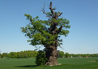 Ekebyhovseken på våren 2012.